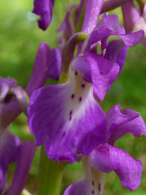 Orchis mascula 'purpurea'